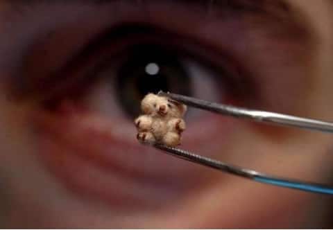 smallest teddy bear